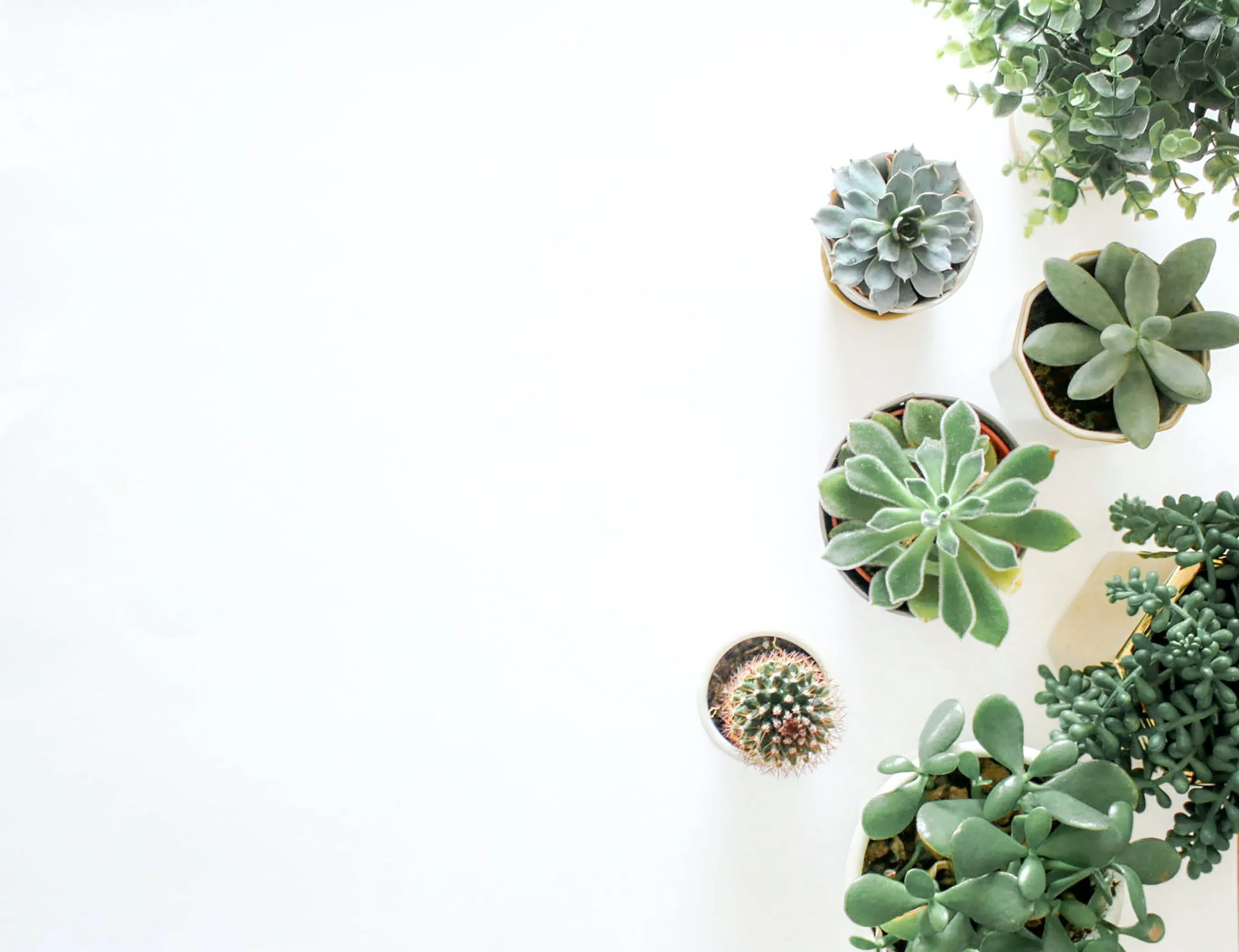 Succulents in pots viewed from above