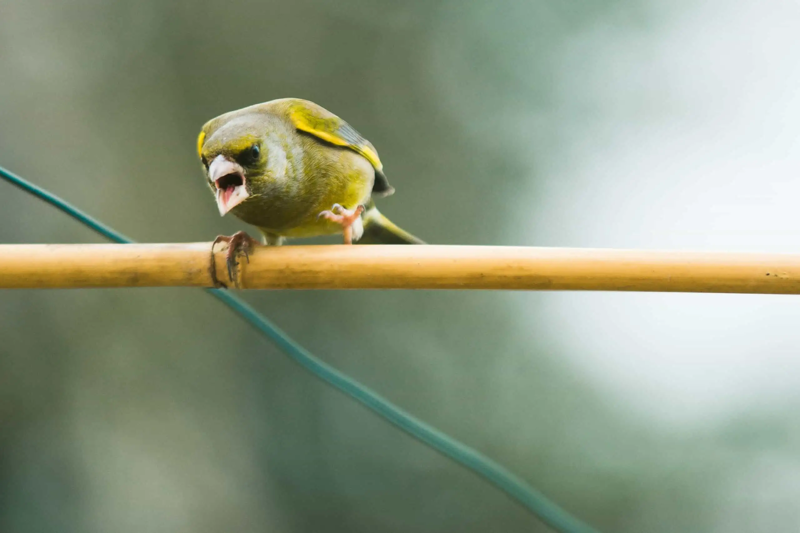 An angry bird yelling