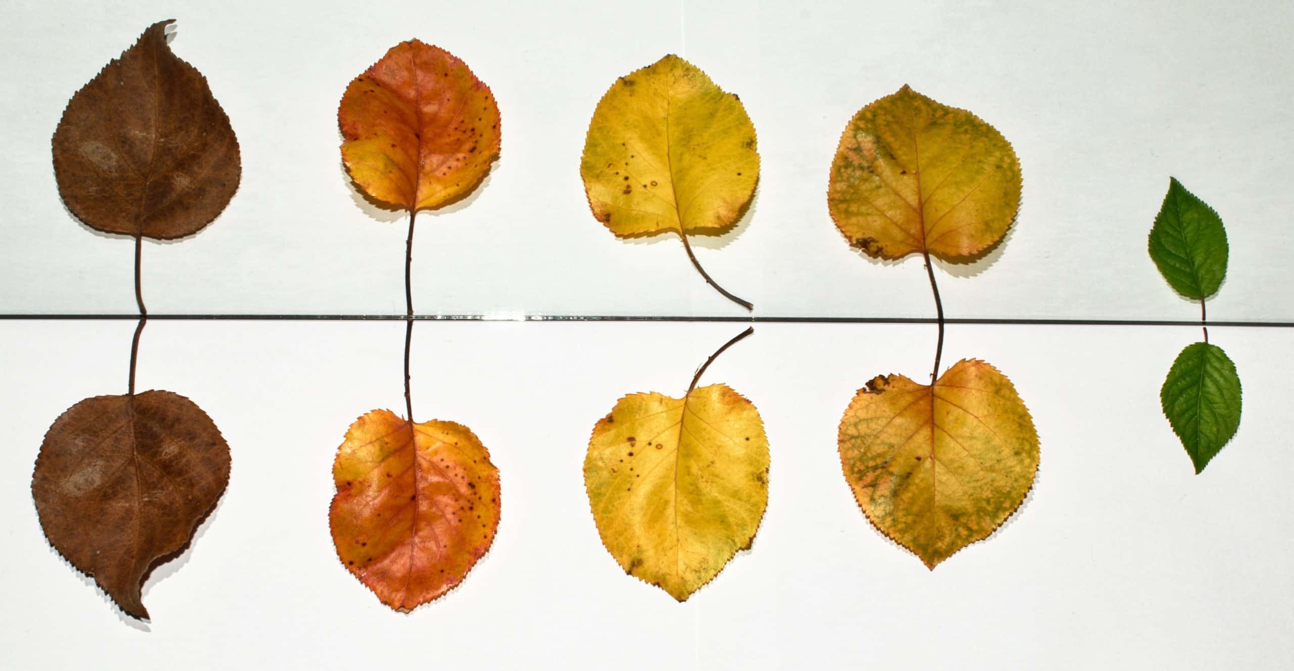 Leaves of different shapes, sizes, and colors next to each other